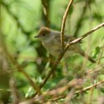 Fauvette à tête noire_513