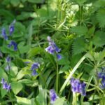 Jacinthe des bois_687