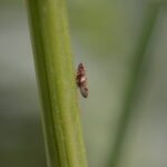 Cercope de l’aulne_561