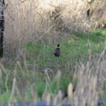 Faisan de Colchide_651