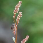 Corée marginée_928