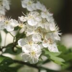 Aubépine monogyne_242