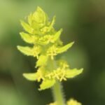 Gaillet croisette_494