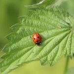 Coccinelle à sept points_497