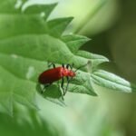 Cardinal à tête rouge_1696