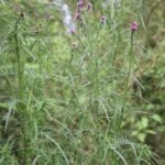 Chardon faux-acanthe_749