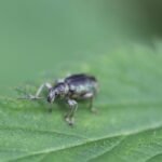 Charançon de l’ortie_752