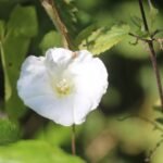 Liseron des haies_597