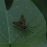 Leptis pointillé_2020