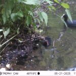 Foulque macroule + poussin