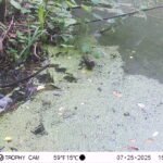 Bergeronnette des ruisseaux