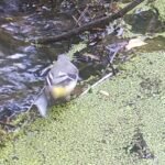 Bergeronnette des ruisseaux