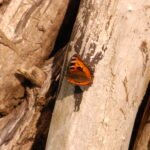 Petite tortue (Aglais urticae)