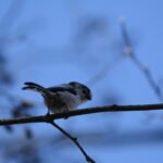 Orite à longue queue – 1829