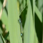 Agrion élégant_691