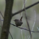 Troglodyte mignon_719