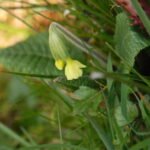 Primevère élevée_955