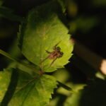 Pardose du groupe lugubris_1442