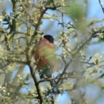 Bouvreuil pivoine_1505