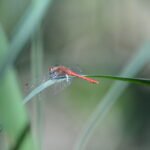 Sympétrum sanguin_2179