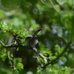 Orite à longue queue – 1668