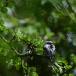 Orite à longue queue – 1669