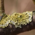 Parmélie des murailles