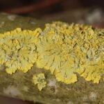 Parmélie des murailles