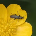 Oedémère noble_500