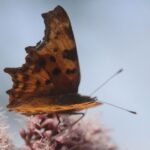 Robert-le-diable_1125